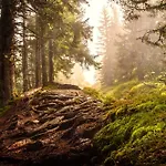 Allgaeuer Bergwald