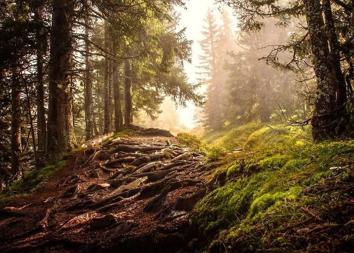 Allgaeuer Bergwald