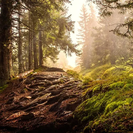 Allgaeuer Bergwald